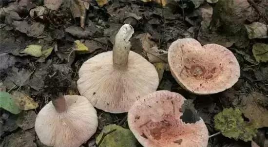 探究人渣毒蘑菇SCUM毒蘑菇的各种玩法（从游戏人物到技能）