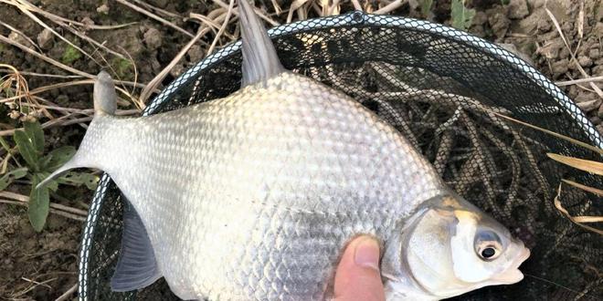 《以武林群侠传》中钓鱼技巧和饵料整理详解（游戏中钓鱼技巧和区域探究）