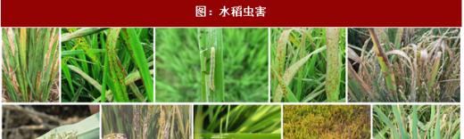 天穗之咲稻姬稻苞虫害治理方法？有效防治措施有哪些？